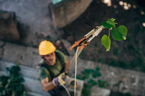 Best Fruit Tree Pruning  in Las Campanas, NM